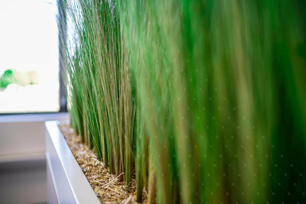 Cloison Naturelle Plantes Stabilisees Sans Entretien Reims Lemans Paris