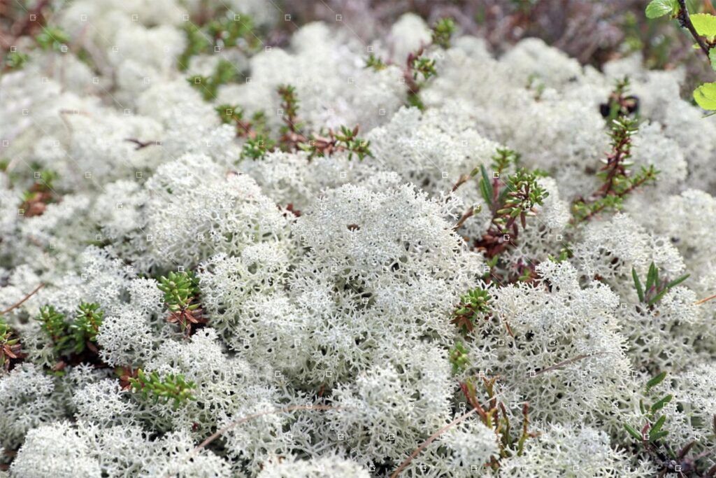 Lichen Stabilise Plante Interieur Mur Vegetaux Decoration Tendance