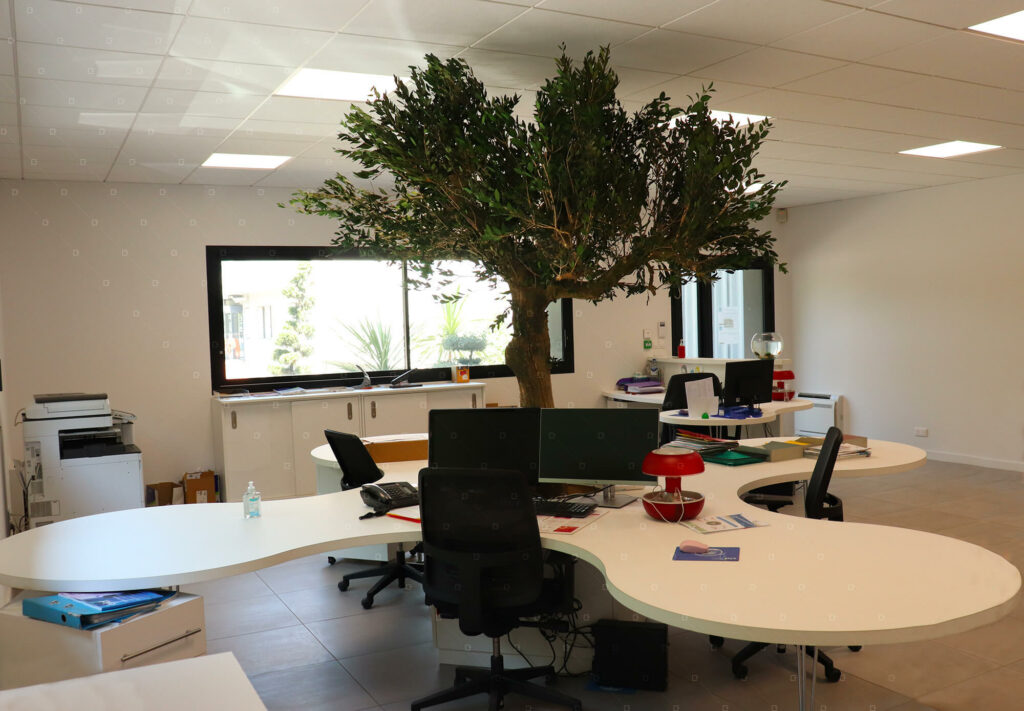 Olivier Interieur Arbre Sur Mesure Decor Entreprise Bezannes Avignon