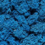 Plante Stabilisee Lichen Bleu Pacific