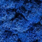 Plante Stabilisee Lichen Bleu Royal