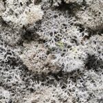 Plante Stabilisee Lichen Gris