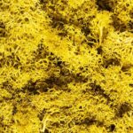 Plante Stabilisee Lichen Moutarde