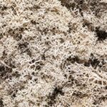 Plante Stabilisee Lichen Naturel