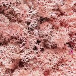 Plante Stabilisee Lichen Rose