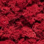 Plante Stabilisee Lichen Rouge