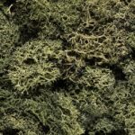 Plante Stabilisee Lichen Vert Olive