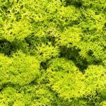 Plante Stabilisee Lichen Vert Pomme