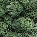 Plante Stabilisee Lichen Vert Prairie