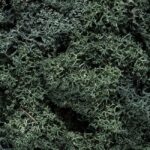 Plante Stabilisee Lichen Vert Sombre