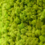 Lichen