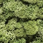 Plantes Stabilisee Lichen Vert Tendre