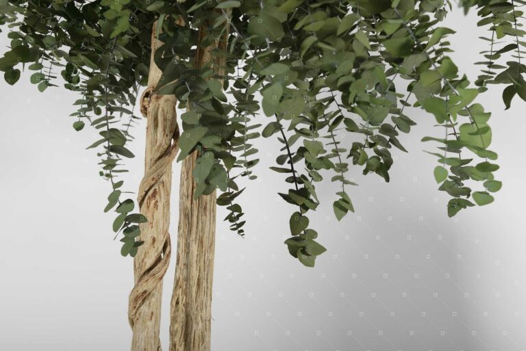 arbre eucalyptus sans entretien entreprise bureau france reims paris lille bordeaux
