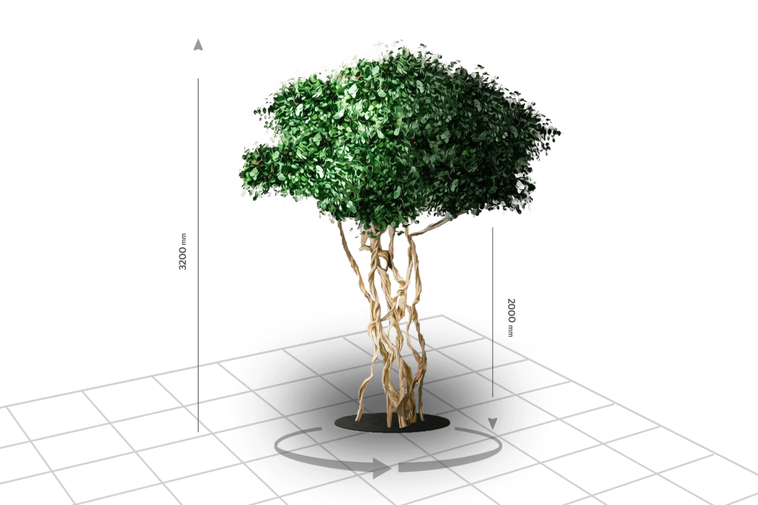 Arbre Rigide Arbre stabilisé - Naturel et sans entretien | Cadre Vert Indoor