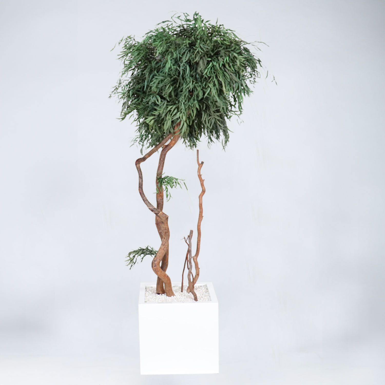 Arbre Eucalyptus boule 230