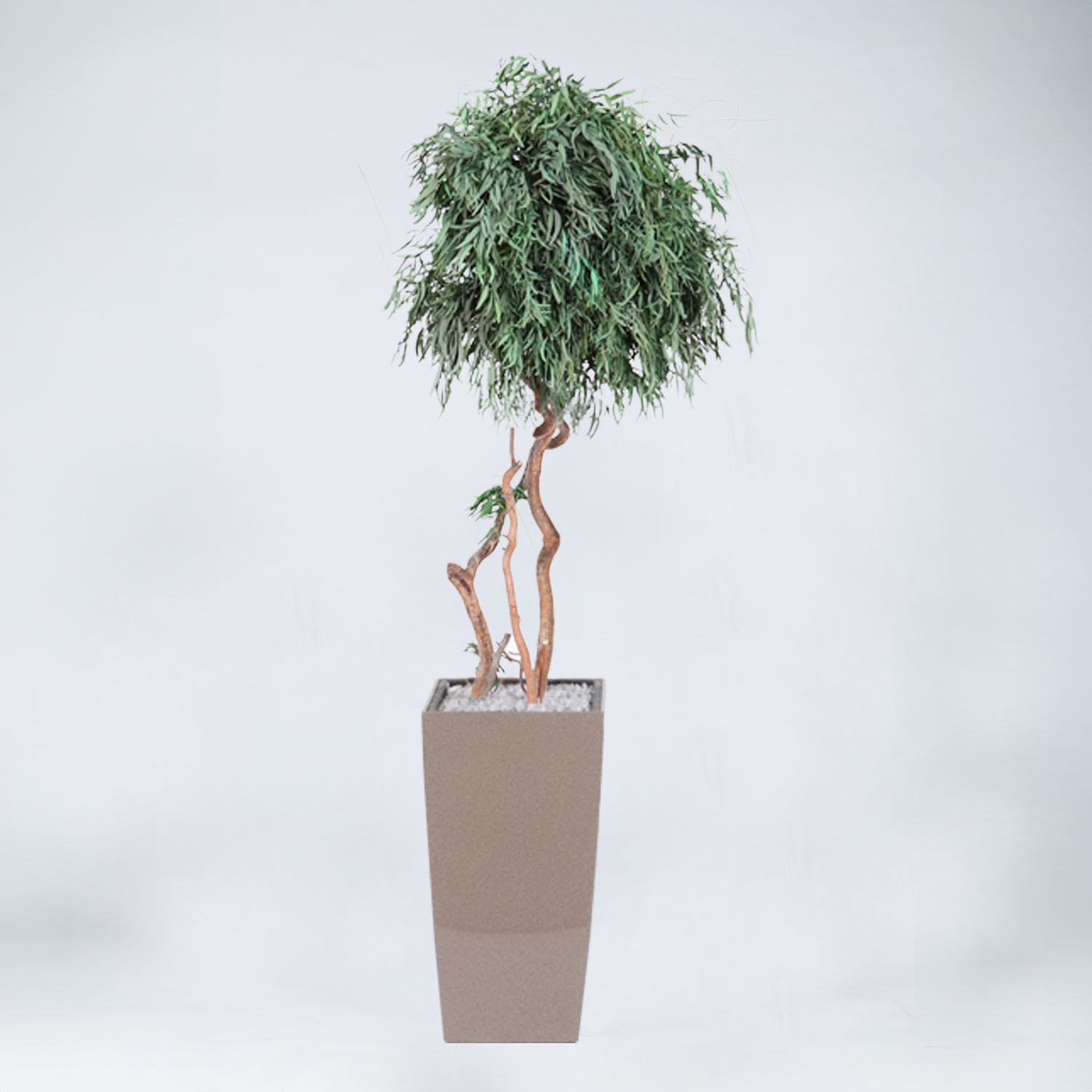 Arbre Eucalyptus boule 160