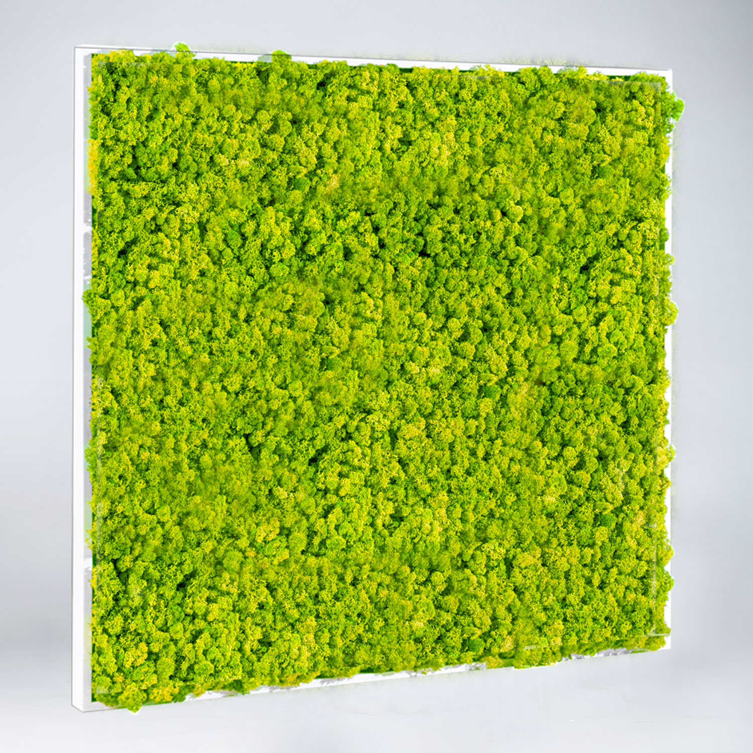 Cadre végétal carré Lichen 100