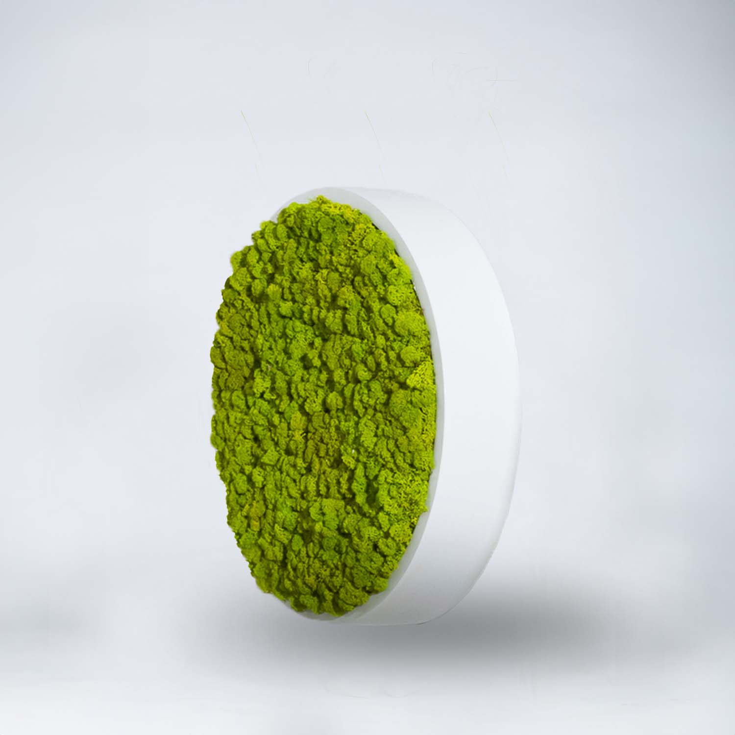 Cadre végétal rond Lichen 40