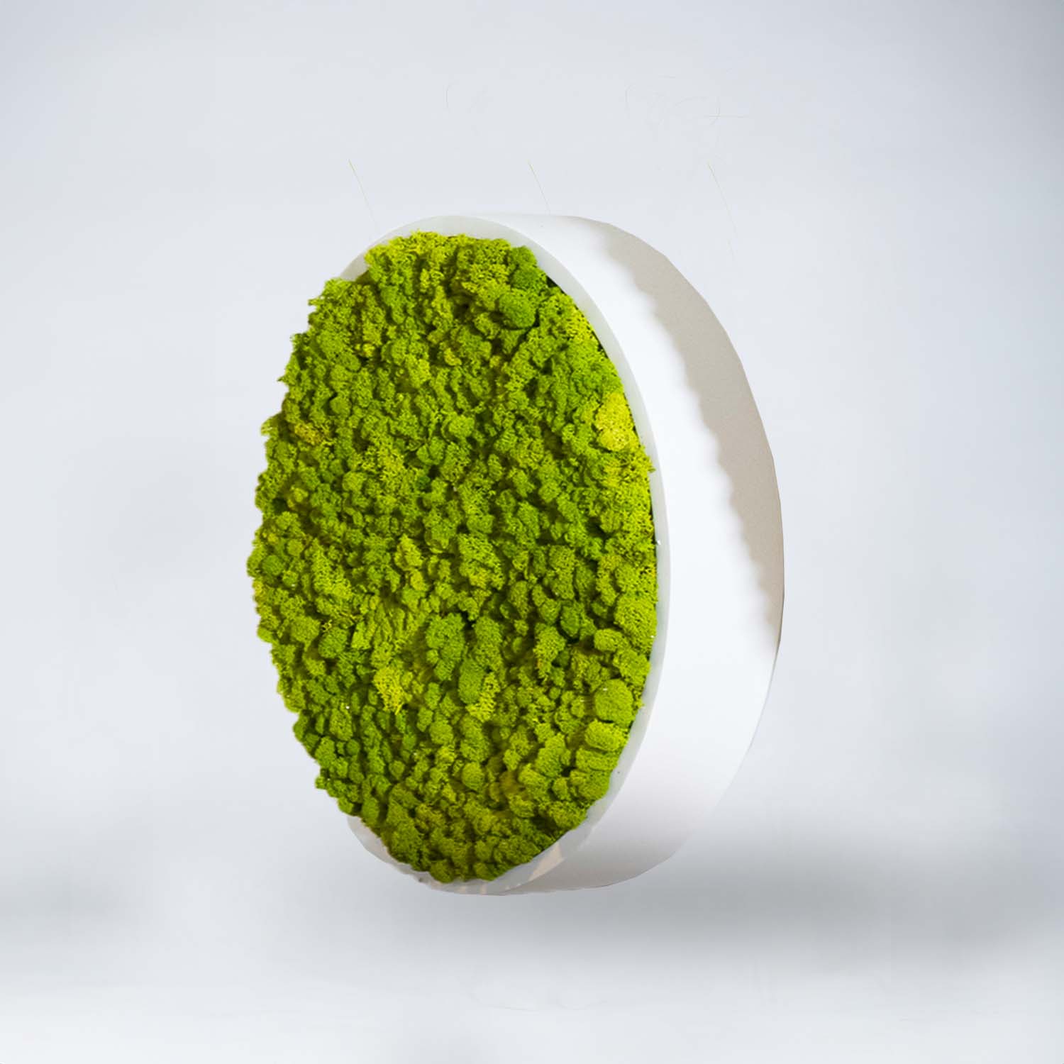 Cadre végétal rond Lichen 50